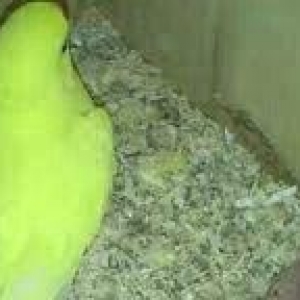 Hazir jüt ojerelovuy popugay satilir her rengde bala verir real erkeyi