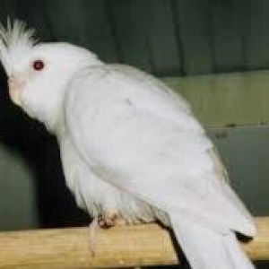 4 aylig popugay albinos korella tekdi erkeydi real alijilar zeng vursu