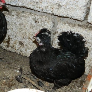 Iki  fere  1  xoruz   yaponkalar  satilir---fereler  yumurtdayir  cut