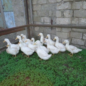 Temiz kuban sortu ordekler. 12 eded,unvan ;bine qes