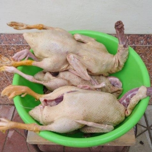 Temiz kuban sortu ordekler. 12 eded,unvan ;bine qes