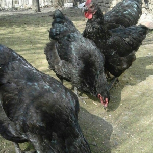 Australorp yumurtalari