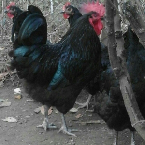 Australorp yumurtalari