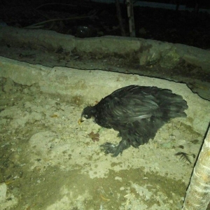 Heyrati 40 azn saglam brama temiz qan saglam 15 azn ucuz satiram