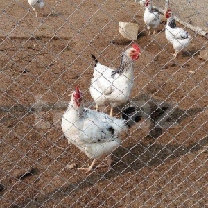 Курицы несушки серебристой поррды.  Осталось 15 шт. Возможна продажа