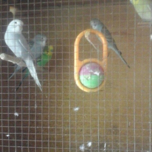 Dalğalı,tam sağlam popuqay (bala) satllır.  Tək popuqay 15 AZN. Endiri