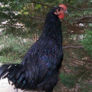 Saf qan Australorp beçeleri 4 ayliqdilar. Temiz c