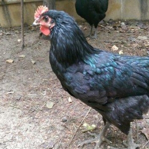 Saf qan Australorp beçeleri 4 ayliqdilar. Temiz cins, tam saglamdilar.