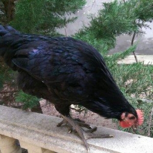 Saf qan Australorp beçeleri 4 ayliqdilar. Temiz cins, tam saglamdilar.