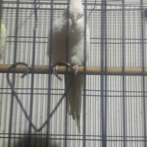 Korella papuqay tam hazir maya 1il qara gozlu erkeyi ucub deye satiram