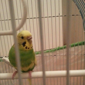 1 yaş yarımlıq dişi papuqay satilir qəfəsi ve yuvasi ile bir yerde. 1