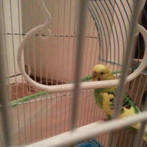 1 yaş yarımlıq dişi papuqay satilir qəfəsi ve yuvasi ile bir yerde. 1