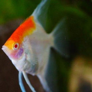 Albino Sunset Angelfish 9ayliq