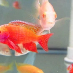 Albino firefish 9-10sm