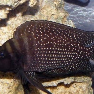 Altolamprologus calvus black4-6-7-8sm 4sm qiymetid