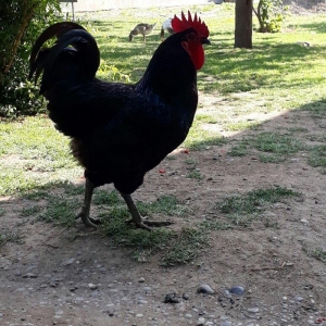 Avstrolop (austrolop) 
en cox yumurta veren hem cox sakit qeseng gorun