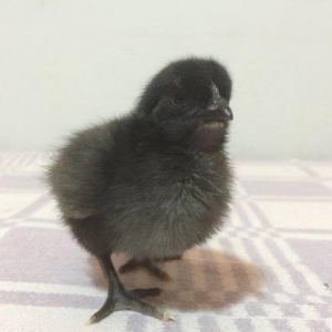 Avstrolop qara 10 azn, orpington qızılı 15 azn, brama dark 10 azn tam