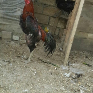 Xoruz heyrati satlir ag qara cil. Her xorzun renginde ferde var son ye