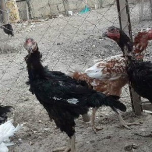 Heyreti xoruz ferler satlir 6 aylik ve bir yas 3 aylik qiymet xoruz 45