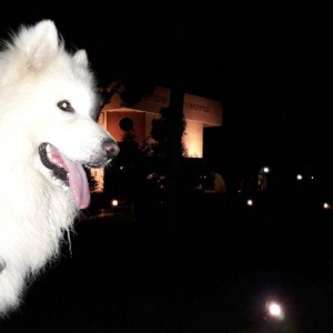 Samoyedski layka,erkəkdi.Cütləşdirməyə dişi axtarıram.Kim istəsə əlaqə