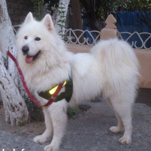 Samoyedski layka,erkəkdi.Cütləşdirməyə dişi axtarıram.Kim istəsə əlaqə