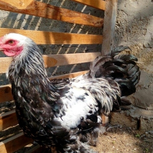 Brama dark temiz qan mayali brama qold temiz qan m