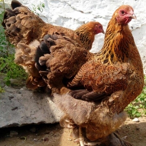 Brama dark temiz qan mayali brama qold temiz qan mayali heyvanlarin y