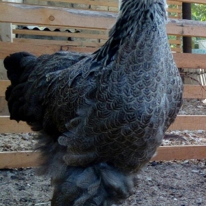 Brama dark temiz qan mayali brama qold temiz qan mayali heyvanlarin y