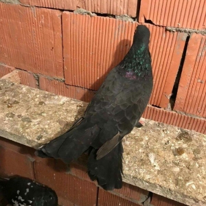 qaralar satilir maya 19 quyruq erkey 16 tam saglam qizgin quşlardi