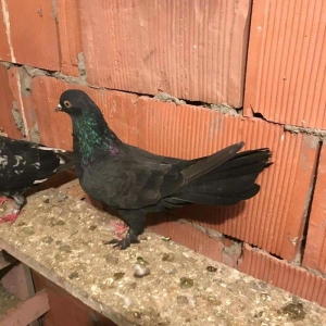 qaralar satilir maya 19 quyruq erkey 16 tam saglam qizgin quşlardi