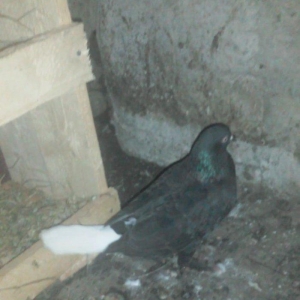 Komur qara ag quyruq hazir cutdu agbas ag qanad mayadi quwlar