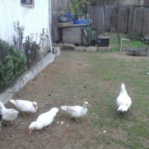 lal ordek satiram ag rengde 4 disi 1 erkey esil damazliq saxlamaliqdia