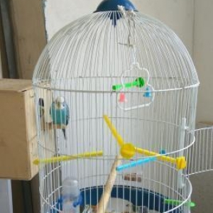 Парочка волнистых попугаев с клеткой.