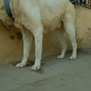 Erkey it satilir iri sumuyludur. 1 ili 27. 07. 2017. Tamam okur.Barter