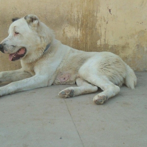 Erkey it satilir iri sumuyludur. 1 ili 27. 07. 2017. Tamam okur.Barter