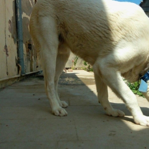 Erkey it satilir iri sumuyludur. 1 ili 27. 07. 2017. Tamam okur.Barter