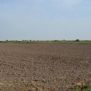Ferma.Saatlı rayonunda.180 ha hektar torpaq sahesi.500 baş qoyun quzu.