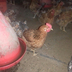 Salam binə qəsəbəsində xoruz və yumurtlayan toyuq satıram. Heyvanlar 8