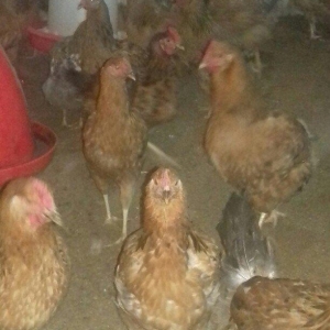 Salam binə qəsəbəsində xoruz və yumurtlayan toyuq satıram. Heyvanlar 8