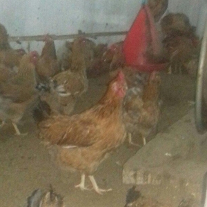 Salam binə qəsəbəsində xoruz və yumurtlayan toyuq satıram. Heyvanlar 8