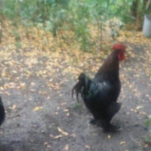 1+1big koxin ve 2eded 10ayliq fere infuska ile Qirqovul deyisirem.qirq