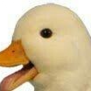 call duck tek feredi  özümde chixib erkeyi yoxdu balaja ördeylerdendi