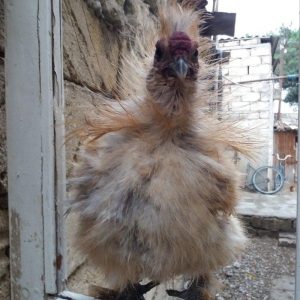 7 aylig tam saglam qizgin xoruzdular real aliciya endirim olar.qiymet