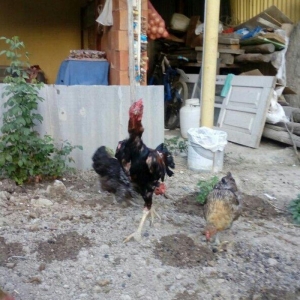 Heyrati tac pipiy. 11 ayligdi. Cutu 350azn. Temiz barama ilə barter ed