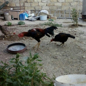 Heyrati tac pipiy. 11 ayligdi. Cutu 350azn. Temiz barama ilə barter ed