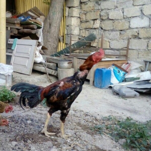 Heyrati tac pipiy. 11 ayligdi. Cutu 350azn. Temiz barama ilə barter ed