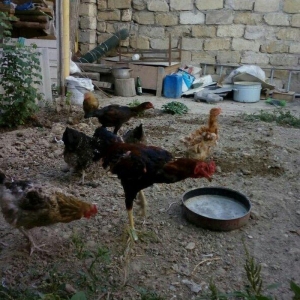 Heyrati tac pipiy. 11 ayligdi. Cutu 350azn. Temiz barama ilə barter ed