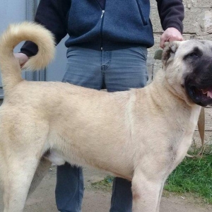 Bu itlar cins itlardir. Hamisi satilir. Atrafli zang edin. Va ya whats