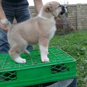 Bu itlar cins itlardir. Hamisi satilir. Atrafli zang edin. Va ya whats