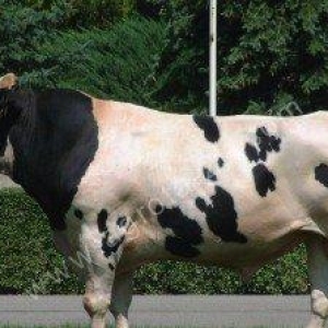 Holstein-fríz cinsindən ətlik boğalar satılı (alman sortu).